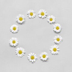 Fototapeta premium Flower composition. Frame floral round wreath of flowers chamomile on gray background. Template for your design Top view Flat Lay Copy space. Trendy colors 2021