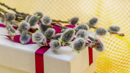 Willow branches with fluffy catkins on a box with gifts