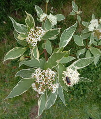 Little bug on the blossoming tiny white inflorescence 