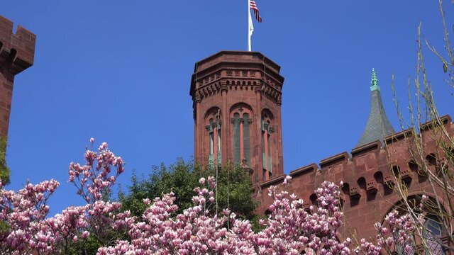 Blooming magnolia tree on Smithsonian castle and blue sky background. 
