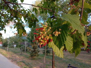 Hornbeam twig with fruit on it and the park pathway on the background