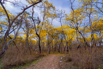 Florecimiento amarilo