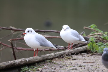 Two seagulls on the shore