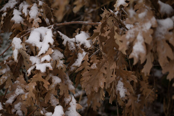 we say goodbye to autumn to welcome winter