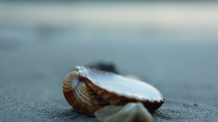   Athens, Greece November 28th, a Seashell in the sand  during sunset