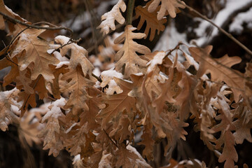 we say goodbye to autumn to welcome winter
