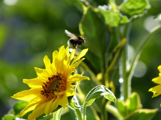 Sonnenblume mit Hummel