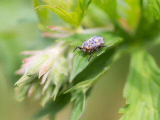 A ladybug larvae on a leaf