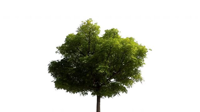 Real tree acer negundo isolated in movement - 01 sunny day with alpha channel ready to insert in your #vfx works as a separate layer