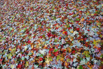 Obraz premium Maple leaves covering the lawn in the Fall