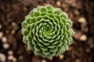 Fototapeta premium Cactus closeup in macro photo