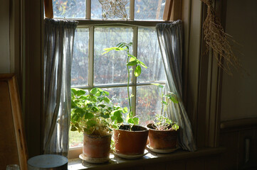 Rustic country windowsill with potted plants