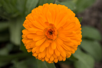 Orange beautiful flower in macro closeup