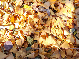 Colorful of the tree leaves in fall season. 