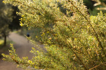 Autumn, pre-winter season