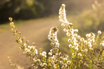Autumn, pre-winter season