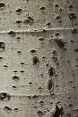 Texture of the bark of a tree close-up. Background