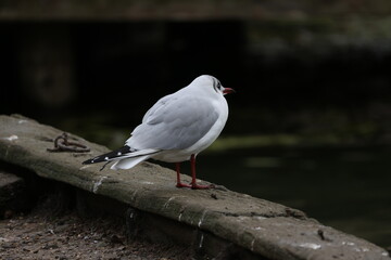 Seagull on the shore