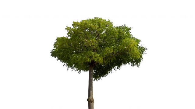 Real tree robinia isolated in movement - 03 sunny day with alpha channel ready to insert in your #vfx works as a separate layer