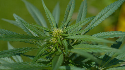 CLOSE UP: Detailed shot of marijuana plant growing at large hemp processing farm
