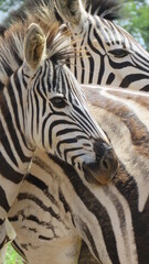 Fototapeta na wymiar Nothing but stripes, Reitvlei Nature Reserve, Gauteng, South Africa