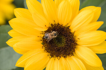 Fototapeta premium Bee in a yellow flower