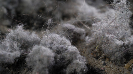 Macro dust shots with hair. The pollution that the vacuum cleaner collects when cleaning an...