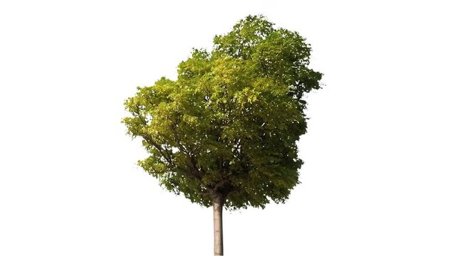 Real tree acer negundo isolated in movement - 02 sunny day with alpha channel ready to insert in your #vfx works as a separate layer