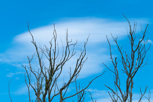 Leafless tree braches against blue sky and white cloud