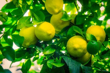 yellow ripe lemons with green leaves on lemon tree