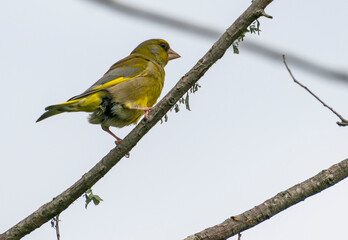 Greenfinch on branch
