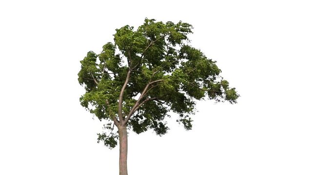 Real tree juglans nigra isolated in movement - 04 sunny day with alpha channel ready to insert in your #vfx works as a separate layer