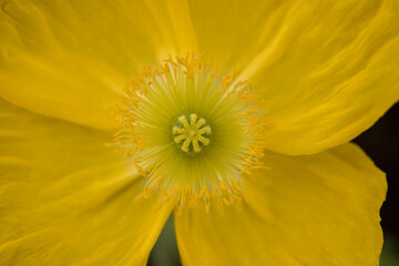 Yellow flower in macro closeup