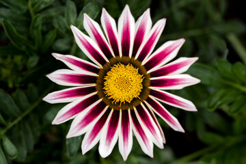 beautiful flower in green dark background