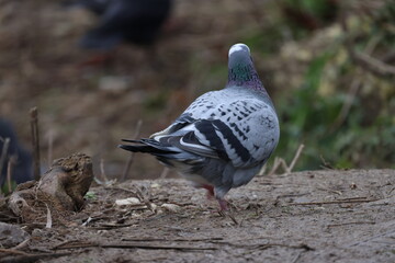 Pigeon on the ground from the back view