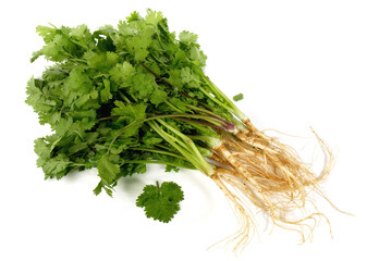 Fresh Vegetables - Cilantro Roots with Leaves on white Background Isolated