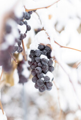 Whales of grapes under snow in winter. Grapes are covered with snow, photos with snow, white background. Ice wine. Wine red grapes for ice wine in winter condition and snow.