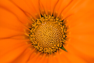 Orange beautiful flower in macro closeup
