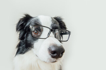 Funny studio portrait of smiling puppy dog border collie in eyeglasses isolated on white background. Little dog gazing in glasses. Back to school. Cool nerd style. Funny pets animals life concept.