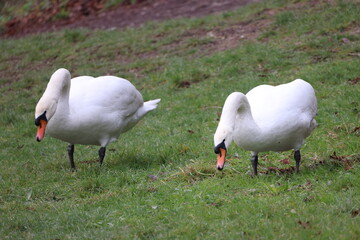 White swans on the grass