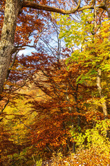 Colorful foliage of trees and bushes spreads autumn mood.