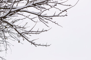 Fototapeta na wymiar Trees in the snow from a beautiful winter park.