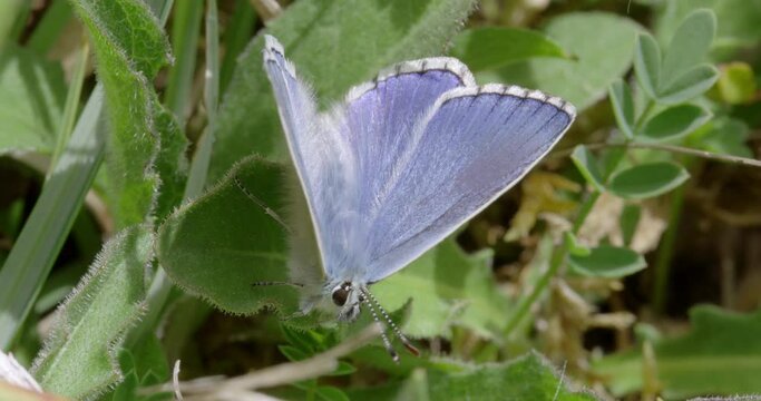 Adonis blue on leaves, Compton Abbas, Dorset, UK