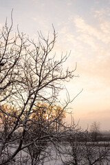Winter landscape - frosty trees in snowy forest in the sunny evening. Tranquil winter nature in sunlight