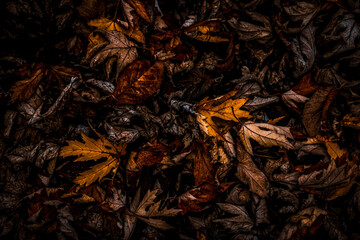 blätter herbst kalt Fotografie natur