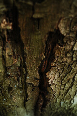 tree bark nature beauty forest outdoor photography