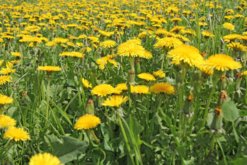 Obraz premium Meadow full of yellow flowers of dandelion