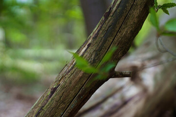 Blume Wald  Fotografie Schön