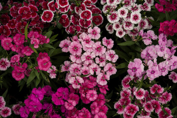 Pinky violet red flowers in macro photo