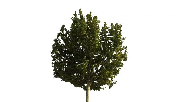 Real tree acer negundo isolated in movement - 08 sunny day with alpha channel ready to insert in your #vfx works as a separate layer
